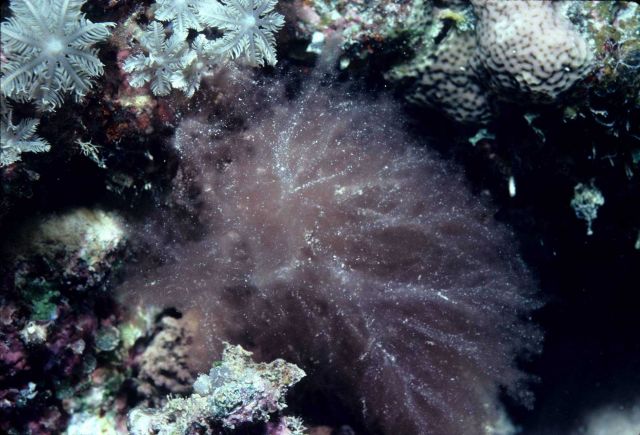 Dudresnaya capricornia at 20 meters depth. Picture