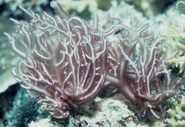 Trichogloea requienii at 11meters depth on ridge. Picture