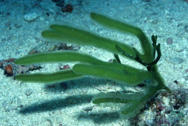 Codium platyclados at 31 meter depth. Picture