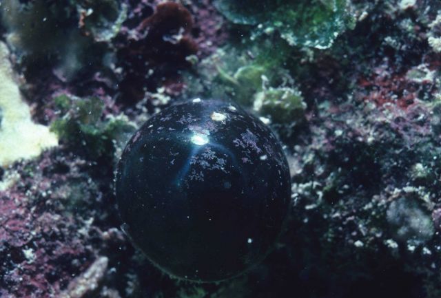 Bubble algae, Valonia ventricosa, at 1 meter on reef crest. Picture