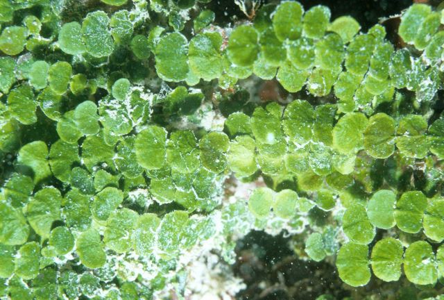 Halimeda copiosa at 10 meters depth in shallow cave. Picture