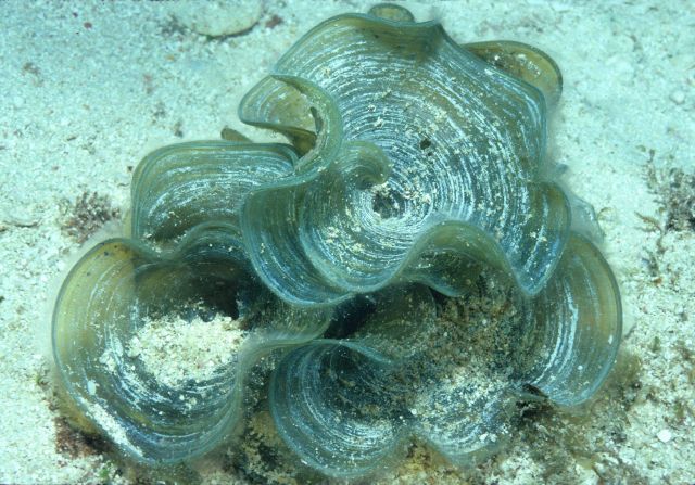 Padina sp Picture