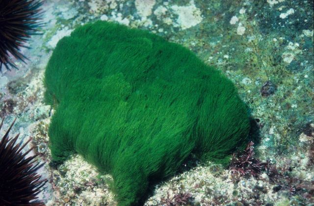 Turtle weed, Chlorodesmis fastigiata, at 6 meters depth. Picture
