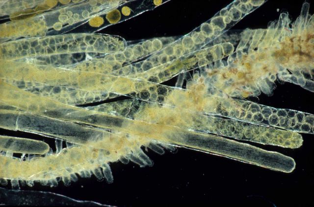 Siphonocladus tropicus showing segregative cell division. Picture