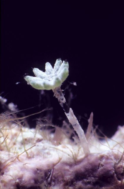 Acetabularia sp Picture
