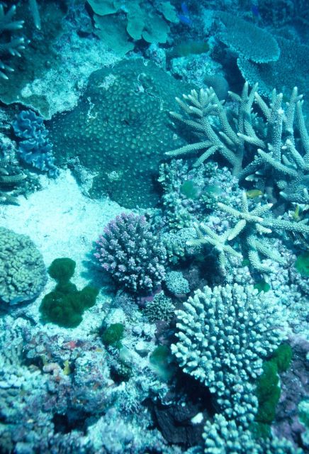 Corals and Clorodesmis fastigiata at 10 meters depth. Picture