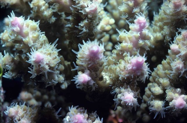 Acropora sp Picture
