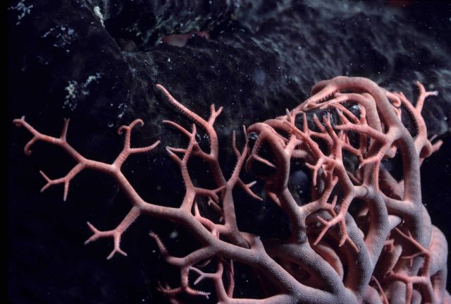 Basket star at 6 meters depth. Picture