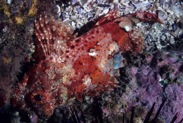 Scorpion fish Picture