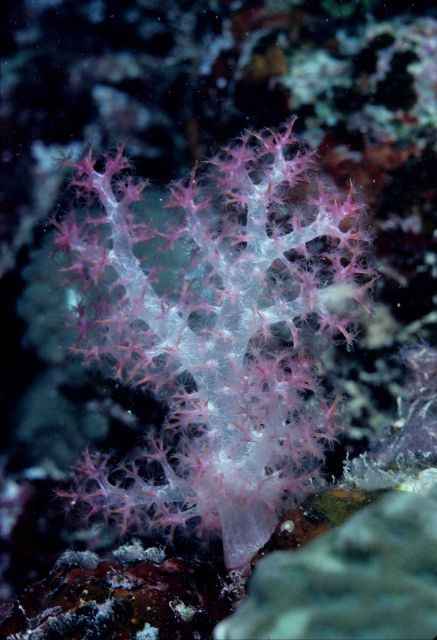 Gorgonian ? at 7 meters depth. Picture