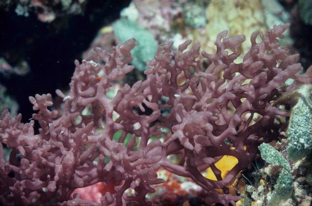 Sponge (Clathrina) at 20 meters depth. Picture