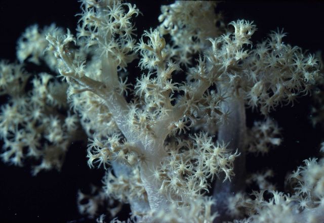 Gorgonian (?) at night at 8 meters depth. Picture