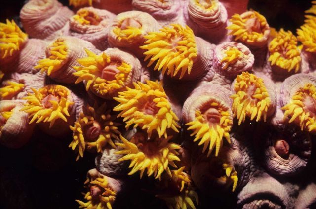 Coral polyps at 13 meters depth. Picture