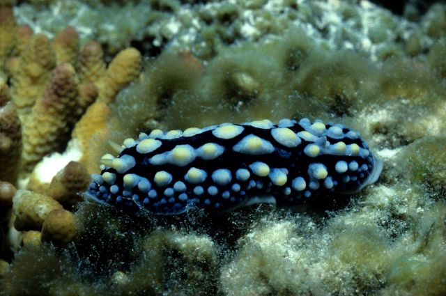Nudibranch and Ectocarpus at 1.5 meter depth. Picture