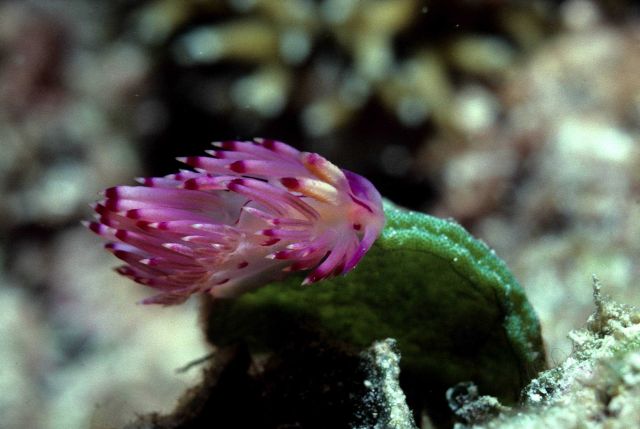 Nudibranch on Halimeda macrophysa at 12 meters depth. Picture