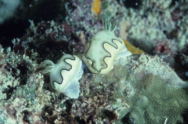 Nudibranchs at 11 meters depth. Picture