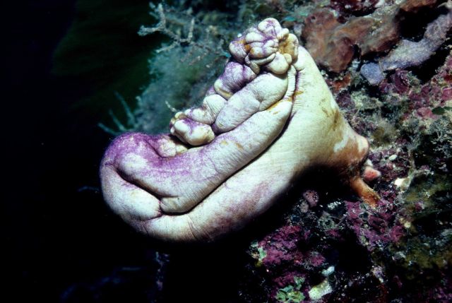 Polycarpa aurata 20m depth Picture