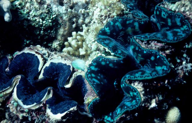 Tridacna maxima 4m depth Picture