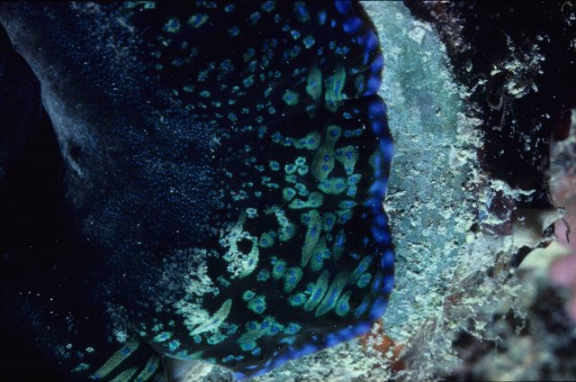 Tridacna maxima (close up) 4m depth Picture