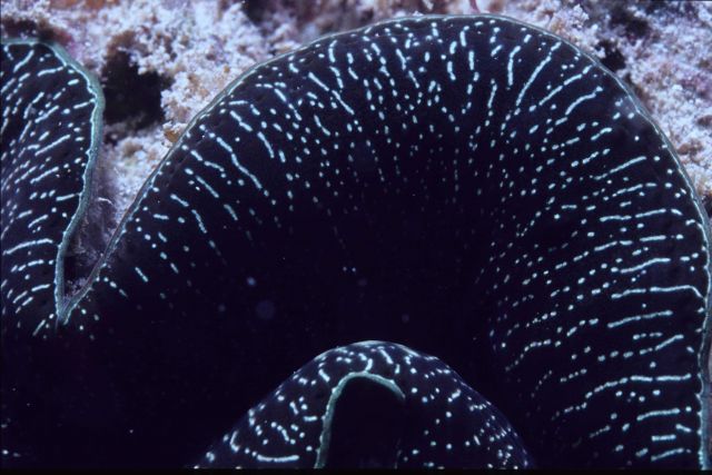 Tridacna maxima (mantle fringe) 6m depth Picture