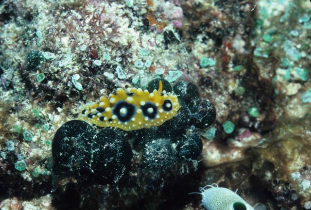 Nudibranch on Codium arabicum 21m depth Picture