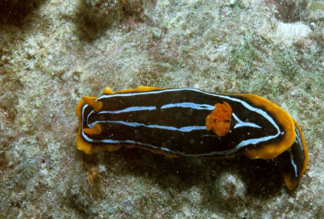 Nudibranch (black, blue, yellow) 6m depth Picture