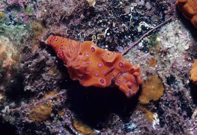 Nudibranch (orange, pink) 13m depth Picture