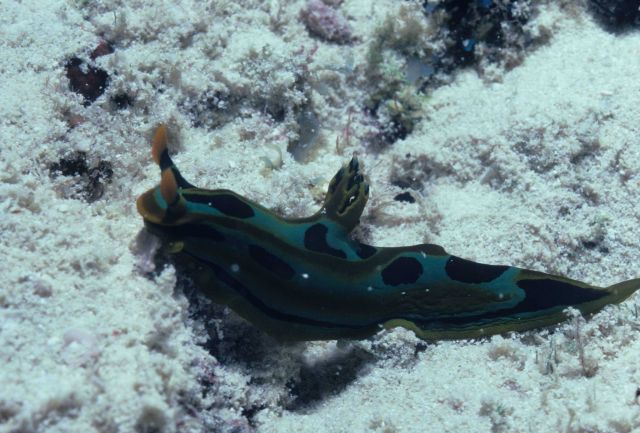 Nudibranch (green, black) 16m depth Picture