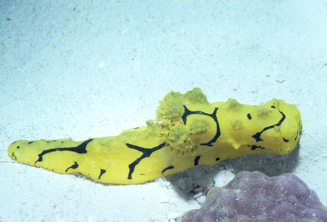 Nudibranch (yellow, black) 13m depth Picture