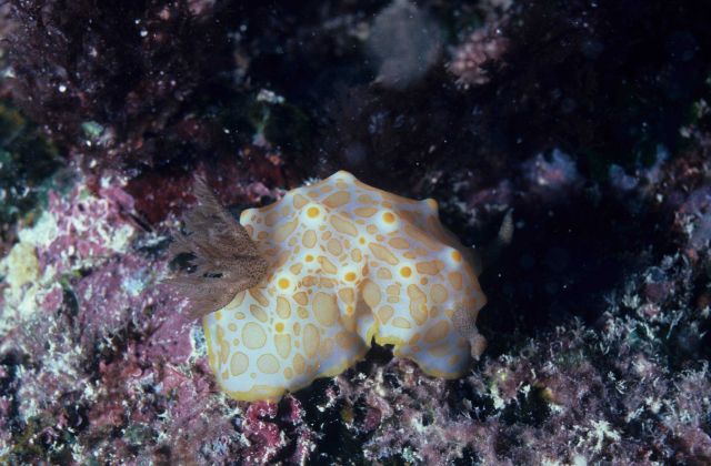 Nudibranch (white, orange) 7m depth Picture