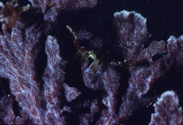 Codiophyllum flabelliforme 5m depth Picture