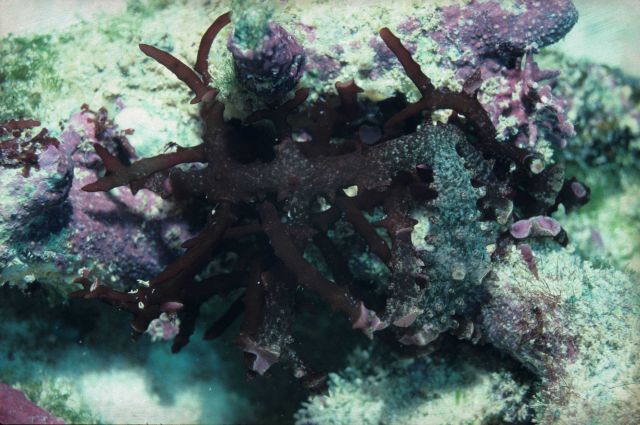 Eucheuma denticulatum 4m depth Picture