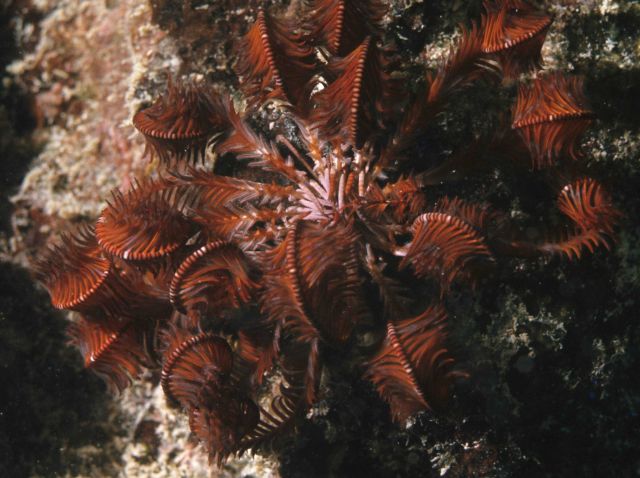 Crinoid (feather star) Picture
