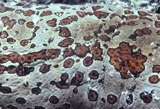 Sea cucumber (close up) 16m depth Picture