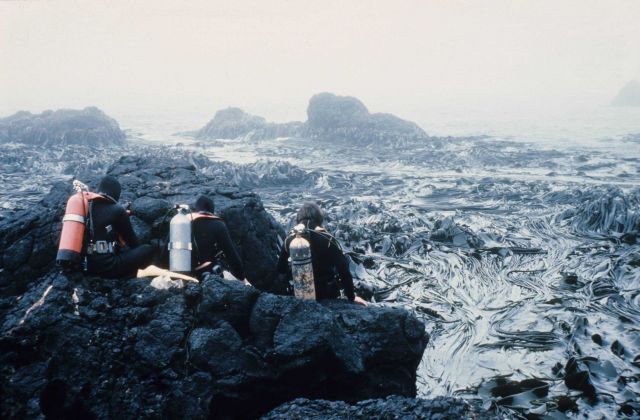 Lowry, Horning, Ricker diving Picture