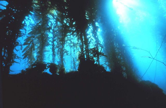 Gazing upward in a giant kelp forest Picture