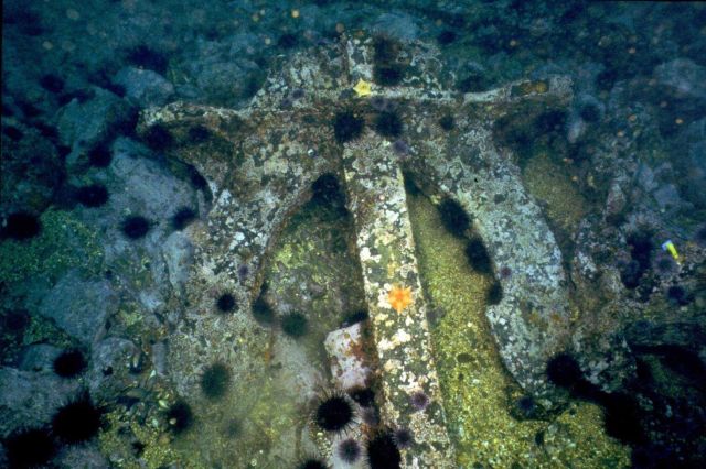 An anchor from the SS CUBA encrusted with sea life. Picture