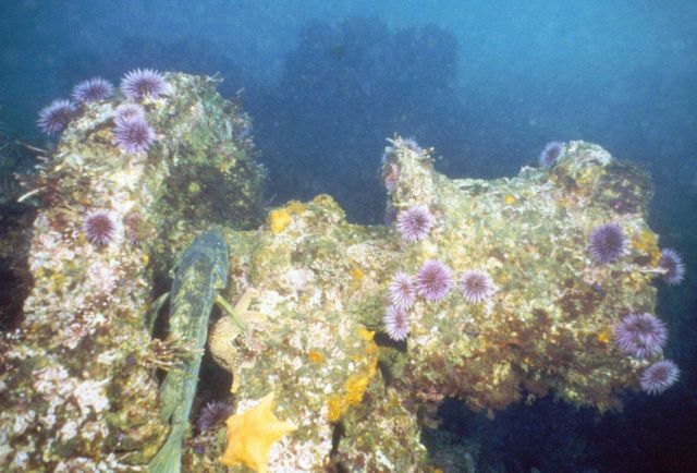 Purple sea urchins give the impression of chrysanthemums covering a cargo windlass of the SS CUBA. Picture