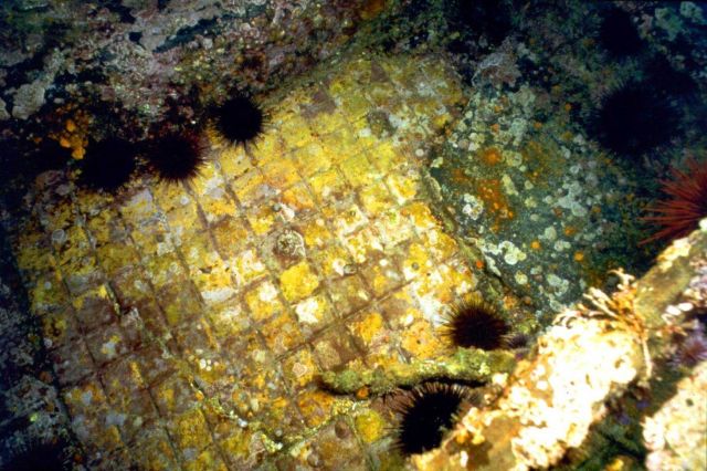 Tile flooring and sea urchins on the SS CUBA. Picture
