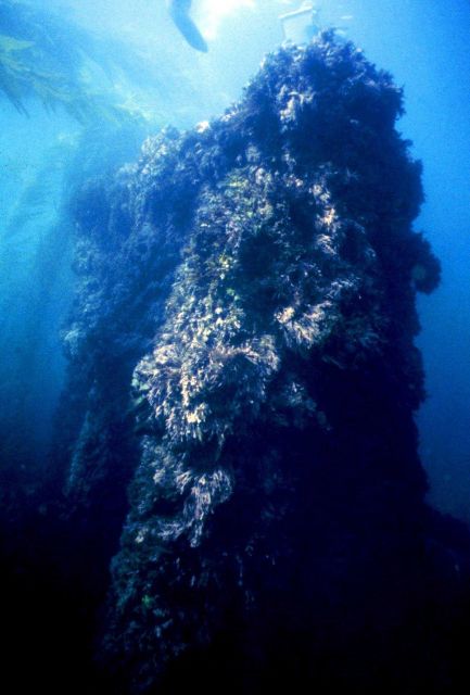 The triple-expansion engine of the CUBA covered with marine flora and fauna. Picture