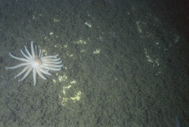 A sunstar (Pycnopodia helianthoides) Picture