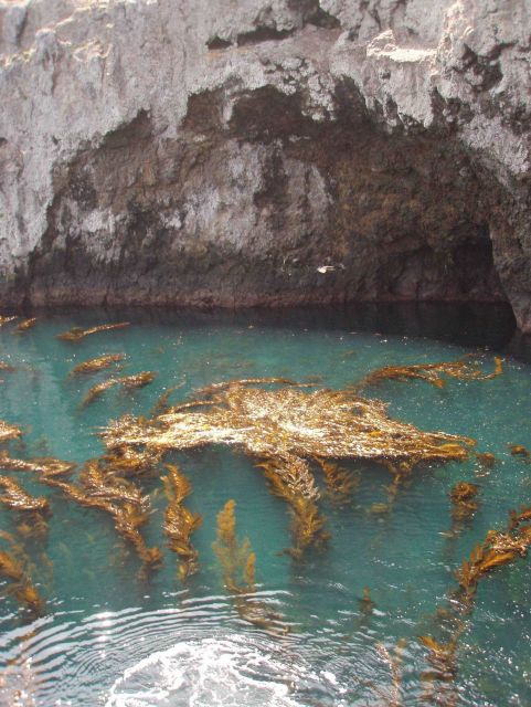 A giant kelp forest in the Anacapa Island Landing Cove. Picture