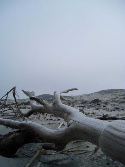 Driftwood in the dunes in the Channel Islands Picture