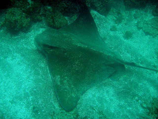 A bat ray (Myliobatis californica). Picture