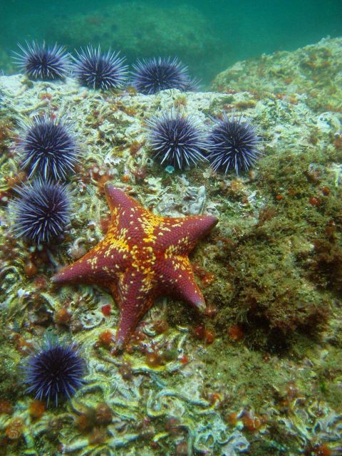 Bat star (Asterina miniata) and purple urchins (Strongylocentrotus purpuratus). Picture
