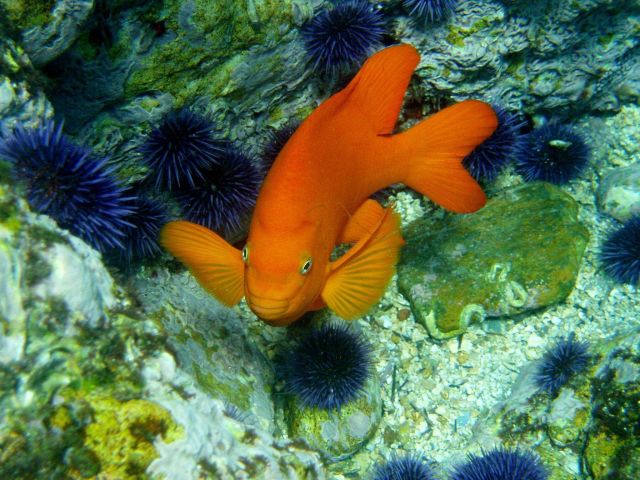 Garibaldi (Hypsypops rubicundus). Picture