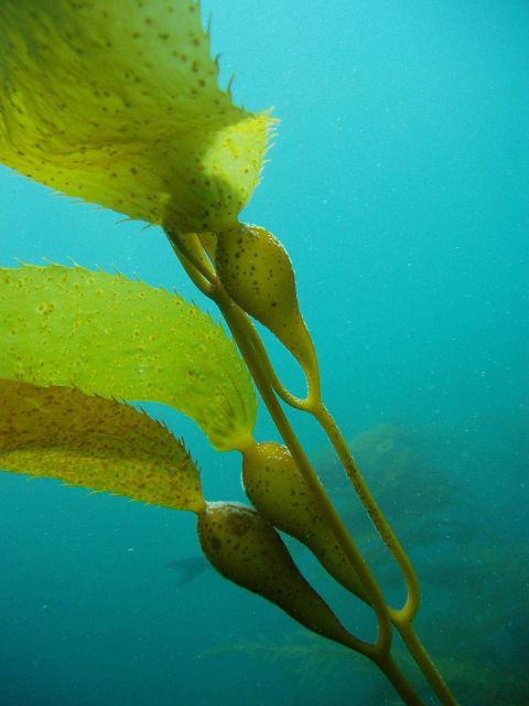 Giant kelp (Macrocystis pyrifera). Picture