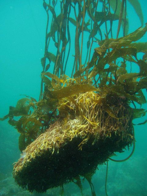 Giant kelp (Macrocystis pyrifera) holdfast torn from the bottom by a storm. Picture