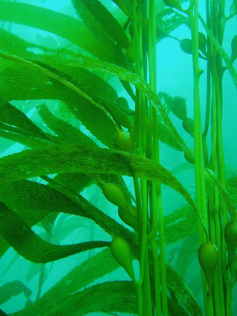 Giant kelp (Macrocystis pyrifera). Picture