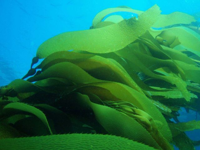 Giant kelp (Macrocystis pyrifera). Picture